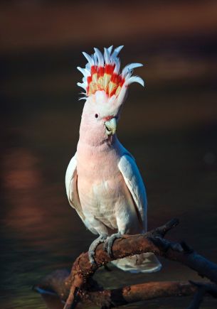 Australien Kreuzfahrten